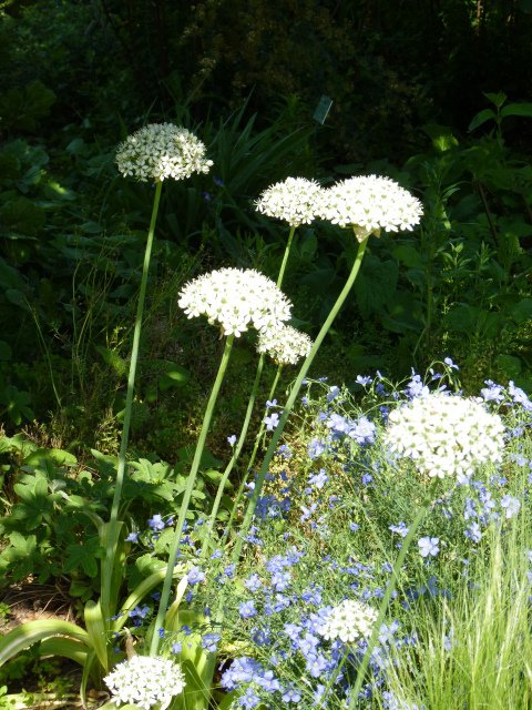 Allium nigrum